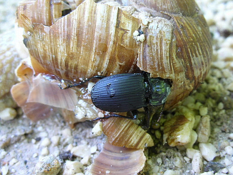 Predazione ... Abax parallelepipedus che divora Helix